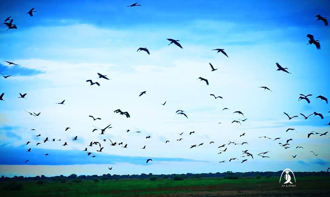 ETEmbassyLDN's tweet image. The stunning Gambella National Park. 🇪🇹
#Ethiopia #Gambella  #HiddenTreasure
#GambellaNationalPark #GuzoEthiopia
📷 ©️ Henoke Seyuome Hagere