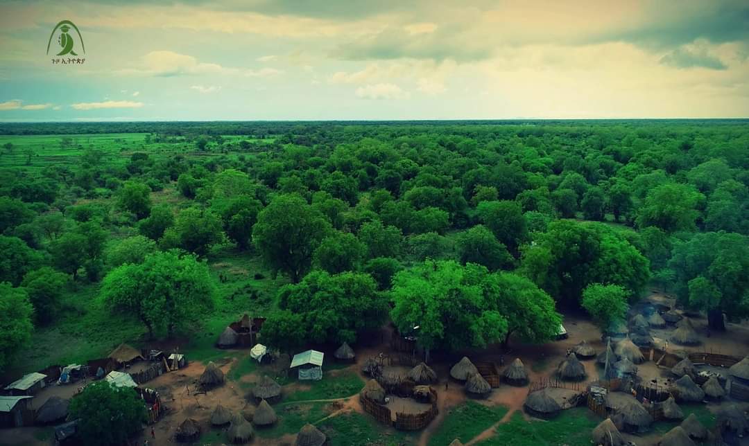 ETEmbassyLDN's tweet image. The stunning Gambella National Park. 🇪🇹
#Ethiopia #Gambella  #HiddenTreasure
#GambellaNationalPark #GuzoEthiopia
📷 ©️ Henoke Seyuome Hagere