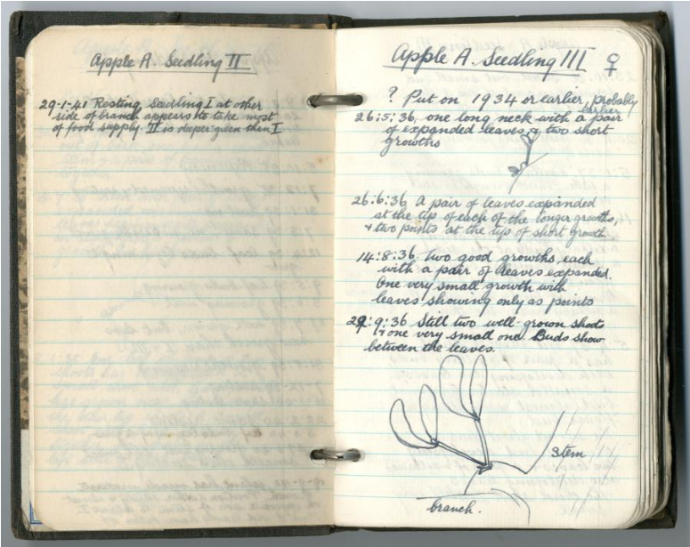 Environmental & Natural Sciences @ Bangor Univ. (@bangorsens) on Twitter photo Student notebook from 1936 covering research on growing #mistletoe. The supervising professor, David Thoday FRS (1883-1964) taught Botany <a href="/BangorUni/">Bangor University</a>, was distinguished for researches in plant physiology and causal anatomy and now has a building named after him! ❄️ Student notebook from 1936 covering research on growing #mistletoe. The supervising professor, David Thoday FRS (1883-1964) taught Botany <a href="/BangorUni/">Bangor University</a>, was distinguished for researches in plant physiology and causal anatomy and now has a building named after him! ❄️