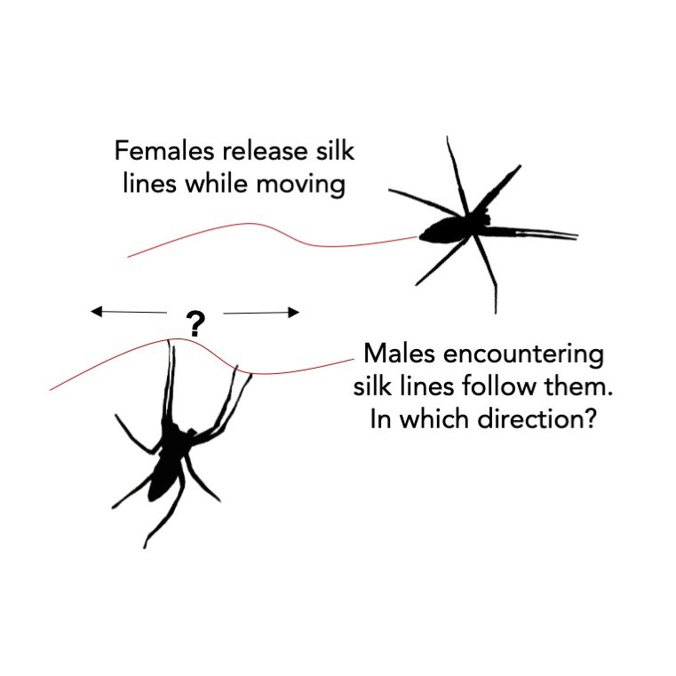 Mate search is complex for spiders. Can draglines of silk released by females inform males about the direction females wandered about?All in our latest #BEAS paper led by @_MichelleBeyer_ with @tomerczaczkes @monika_eberhard @jonas_o_wolff @kardelenozgun & Maylis Leiller. Link 👇