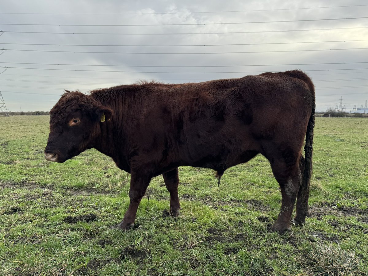 20 month old Pedigree Red Poll bull for sale. High herd health and clear for all five diseases. Super friendly. TB4 area (South Essex). Viewing recommended. Fobbing Wensleydale M1, 27491 Sire: Wheatfield Kestrel M0, 27359 Dam: East Knoyle Minty M1, 188323 @redpoll_cattle