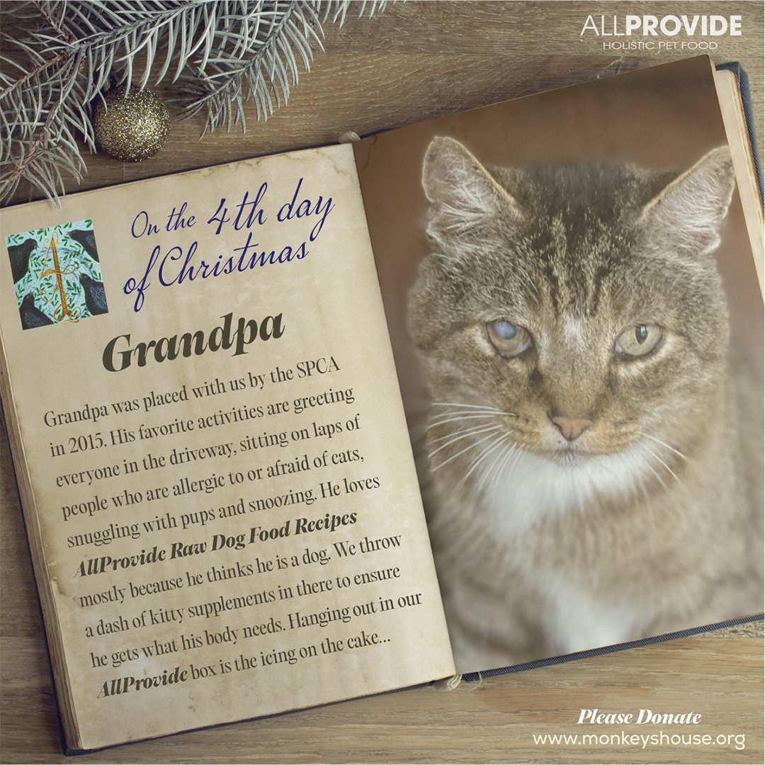 The 12 Dogs of Xmas CELEBRATING PETS in a series of awe-inspiring “true loves.” They're our gifts. This is their story. Non-profit Monkey’s House is a loving place where dozens of dogs have spent their final days. Pet hospice #DONATE TODAY monkeyshouse.org 
#petcharity