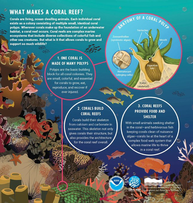 UNBiodiversity's tweet photo. Did you know that coral reefs are living animals? 

This infographic from @noaacoral breaks down the anatomy of a coral polyp and how they form reef structures. https://t.co/x7XyrF6kIm