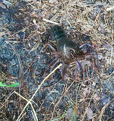 Unexpected Wildlife Refuge tweet media