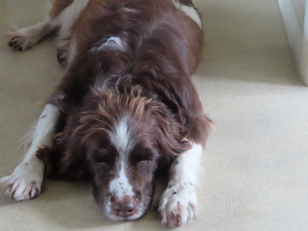 #sleeping #relaxing #dogs #spaniels #workingdog