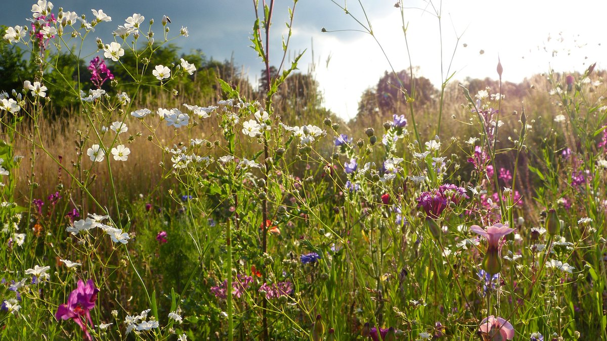 Leverhulme Centre for Anthropocene Biodiversity (@anthropocenebio) on Twitter photo 8 Fully funded PhD Studentship opportunities available at the Leverhulme Centre for Anthropocene Biodiversity!
<a href="/UniOfYork/">University of York</a>
In a range of depts all linked by common theme - Biodiversity Gains & Resilience
Closing date 8 Jan
Apply here👇
york.ac.uk/professorial-j…
<a href="/LeverhulmeTrust/">The Leverhulme Trust</a> 8 Fully funded PhD Studentship opportunities available at the Leverhulme Centre for Anthropocene Biodiversity!
<a href="/UniOfYork/">University of York</a>
In a range of depts all linked by common theme - Biodiversity Gains & Resilience
Closing date 8 Jan
Apply here👇
york.ac.uk/professorial-j…
<a href="/LeverhulmeTrust/">The Leverhulme Trust</a>