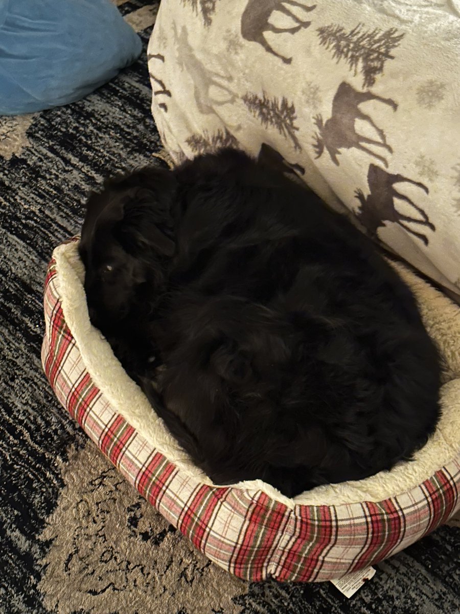 lollipop_coffee's tweet photo. @eisorus this is rosie, lake, seph, and biggie 🩵 https://t.co/gXRqSFeuQI