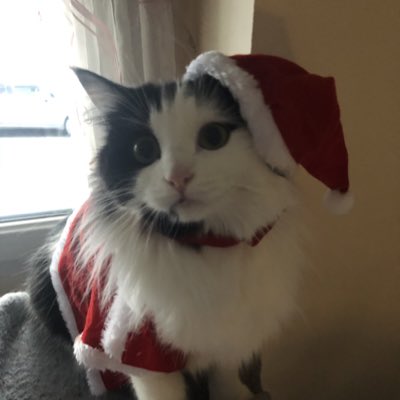 Ary du Plumeau🐾 tweet media