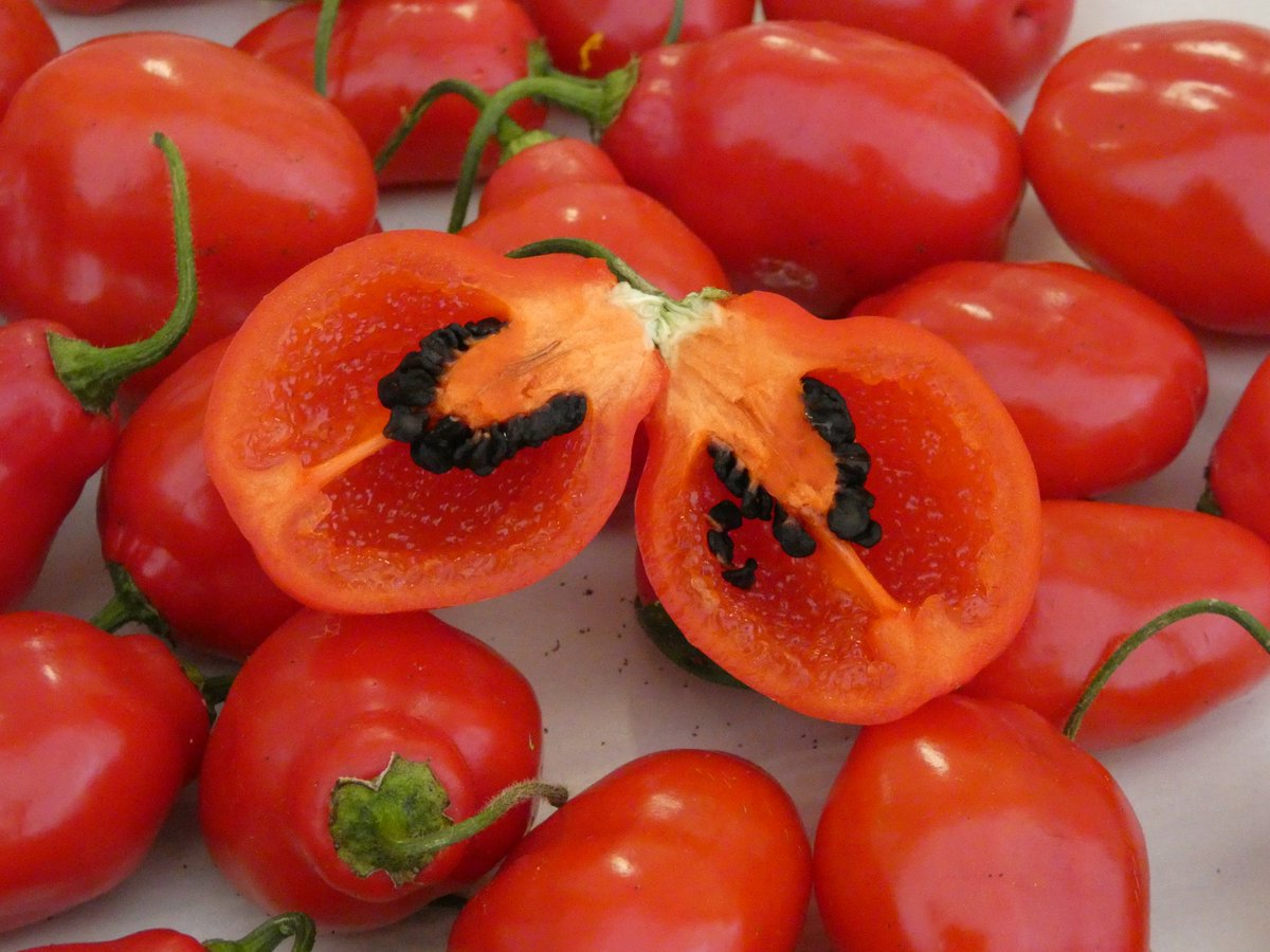 🔥 Some Like It Hot! 🔥
 
 🔥 Rocoto Chilli Pepper is a searing hot chilli, resembling an apple or pear in shape.
 
 🔥 These little chilies pack a punch at 50,000 SHU of Scoville heat! 
 
🌶️ Find Rocoto in our 2024 Seed Catalogue🌶️
 
 ➡️tinyurl.com/3sk7uffk
 
 #growyourown