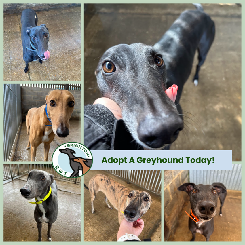 Looking to welcome a furry friend into your forever home?

If you're interested in rehoming one of our gorgeous greyhounds, please reach out today on 07704 982140 or via email at www.brightonrgt.orgk.

#ForeverHome #ForeverFriend