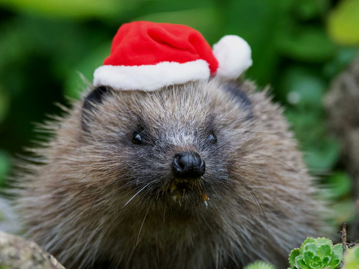 Hedgehog Champions check your inbox for your final festive 2023 #HedgehogStreet enews! 🦔 Not already a #HedgehogChampion? Sign up today 👉 hedgehogstreet.org/register #HedgehogStreet is a joint campaign run by us and @hedgehogsociety 📸A Austwick, Santa hat generated by AI!