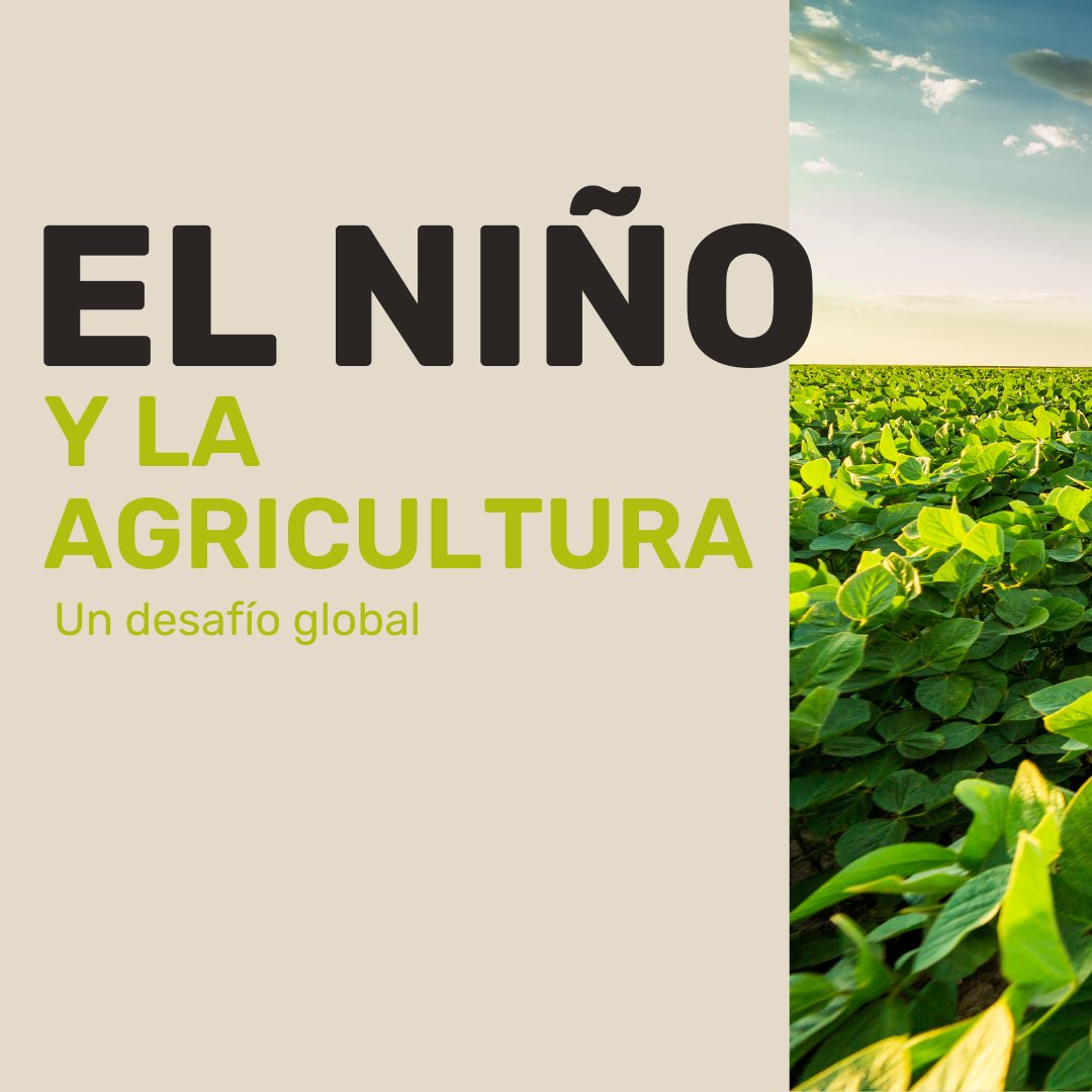 InnowaFame's tweet photo. 🌍🌧️ El Niño y la Agricultura: Un Desafío Global 🌱🔥
La agricultura enfrenta una amenaza significativa debido a El Niño, con impactos que van desde sequías hasta inundaciones. La FAO está liderando esfuerzos proactivos para proteger los medios de vida agrícolas en todo el mundo. https://t.co/NoyIT216lt
