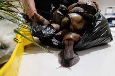 DFONewYork's tweet photo. #DYK that the Giant African Snail is one of the most damaging snails in the world? They can carry parasites harmful to humans &amp; have a voracious appetite for plants. Back in 2021, our #AgricultureSpecialists halted 22 of these snails from invading our ecosystem. #SnailedIt https://t.co/sRsuZFfTeZ