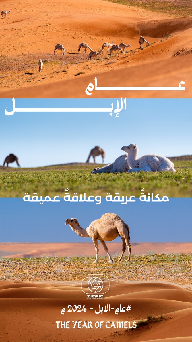 zizpic studio tweet media