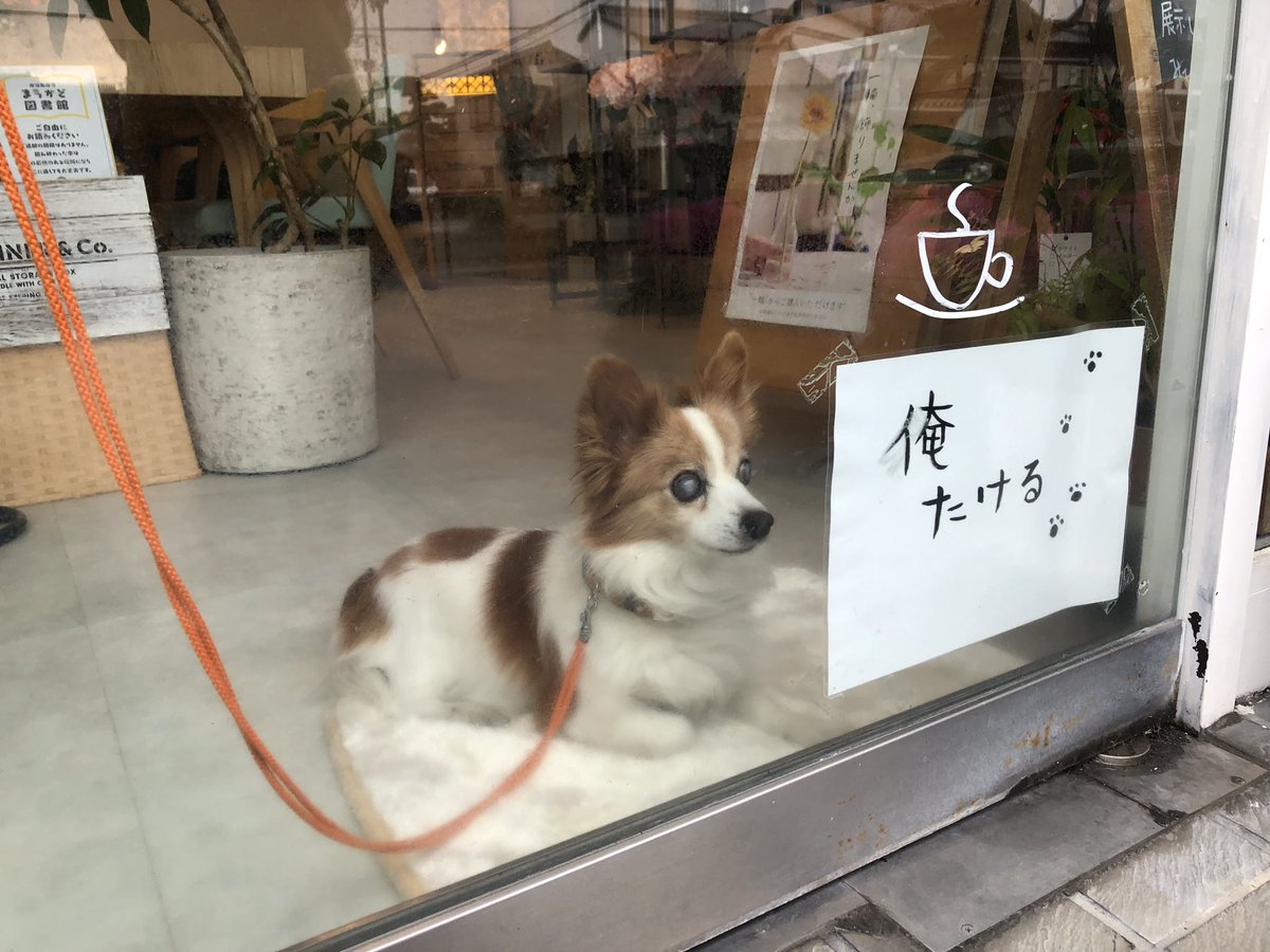 sako_oncloud9's tweet image. けさ出会ったかわい子ちゃん。
お店を警備中ｷﾘｯ(｀・ω・´)
#看板犬 
#doglover
#securitydog