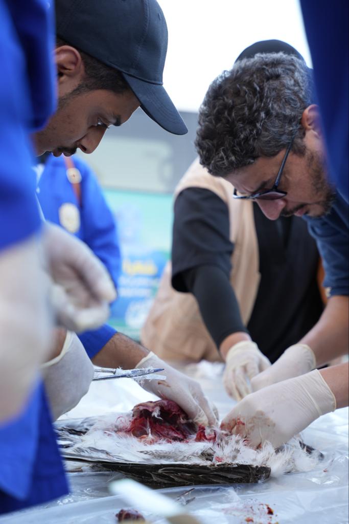 شارك طلبة التقنية البيطرية من قسم علوم الحيوان والبيطرة بالكلية بإشراف الدكتور هيثم علي في برنامج حماية ورقابة  السلاحف البحرية "تارتل كوماندوز" وتعد هذه المشاركة الثانيه على التوالي حيث تهدف للتعريف بالبيئة البحرية والحفاظ على السلاحف البحرية المهددة بالإنقراض ورفع الوعي البيئي.