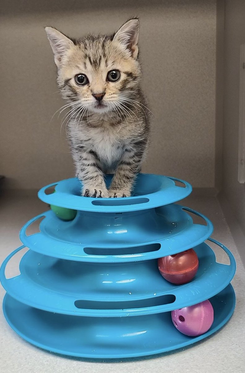 LucySkinnyjeans's tweet photo. Happy #whiskerswednesday from six week old Lester (who we found out is a girl) aren’t her whiskers wonderful? She has been at the shelter for a week, had her first shots and doing well. 
#CatsOfTwitter #CatsOfX #KittenOfX #KittenOfTwitter #TabbyTroop #kittens #Wednesdayvibe https://t.co/U6naCycv0N