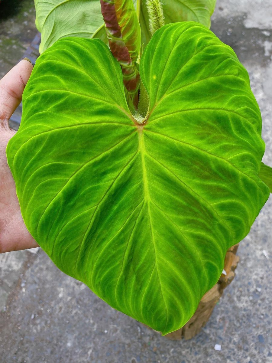 🍑

#livingwithplants #philodendronstrawberryshake #philodendron #cactus #indoorgarden #tropicalplants #greenthumb #plantsmakemehappy #house #instaplants #plantcollection #iloveplants #plantgang #houseplantlove #plantparent #foliage #plantas #plantsarefriends #botanical