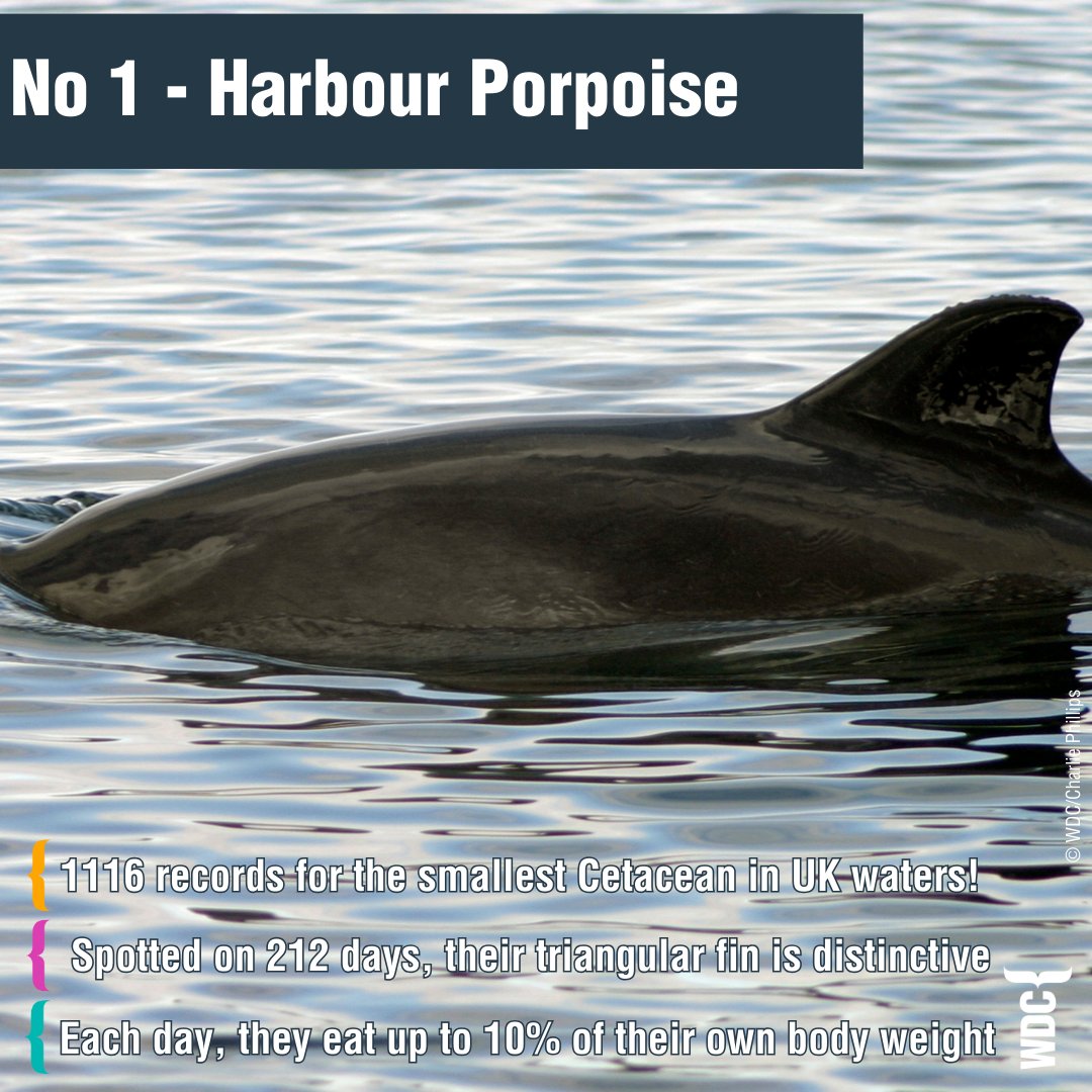 The WDC Shorewatch Project's most recorded animal is the Harbour Porpoise! We love these little pocket rockets they are speedy &amp; challenging to see. Do you want to join our brilliant network of Shorewatch Volunteers? Find out more about the free training
uk.whales.org/.../shorewatch…