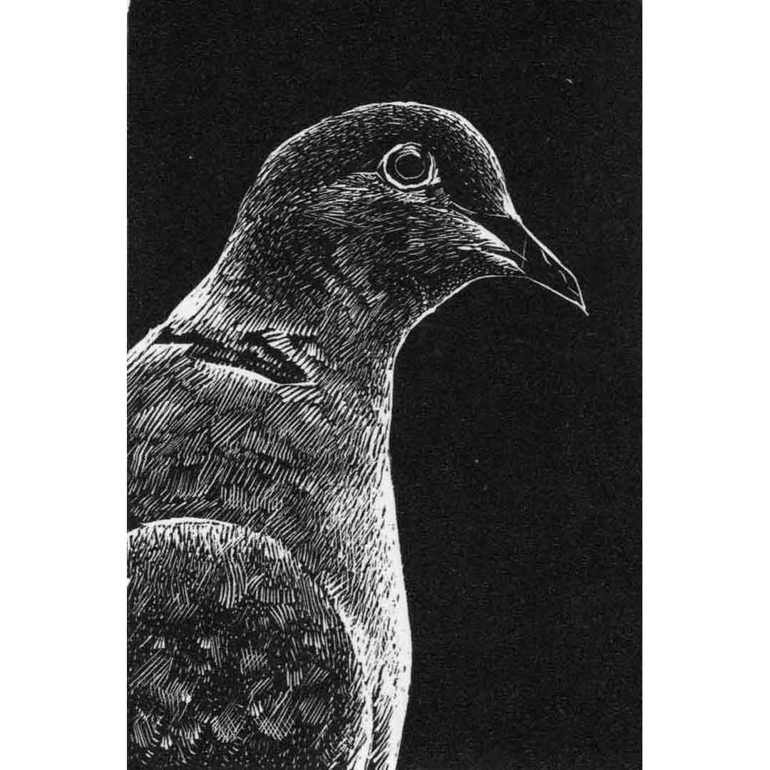 Phil Underwood — Dove, from the 85th SWE Annual Exhibition. The 86th exhibition opens in February at Bankside Gallery in London.
Wishing everyone a a happy Christmas and a peaceful new year.
societyofwoodengravers.co.uk 
#printmaking