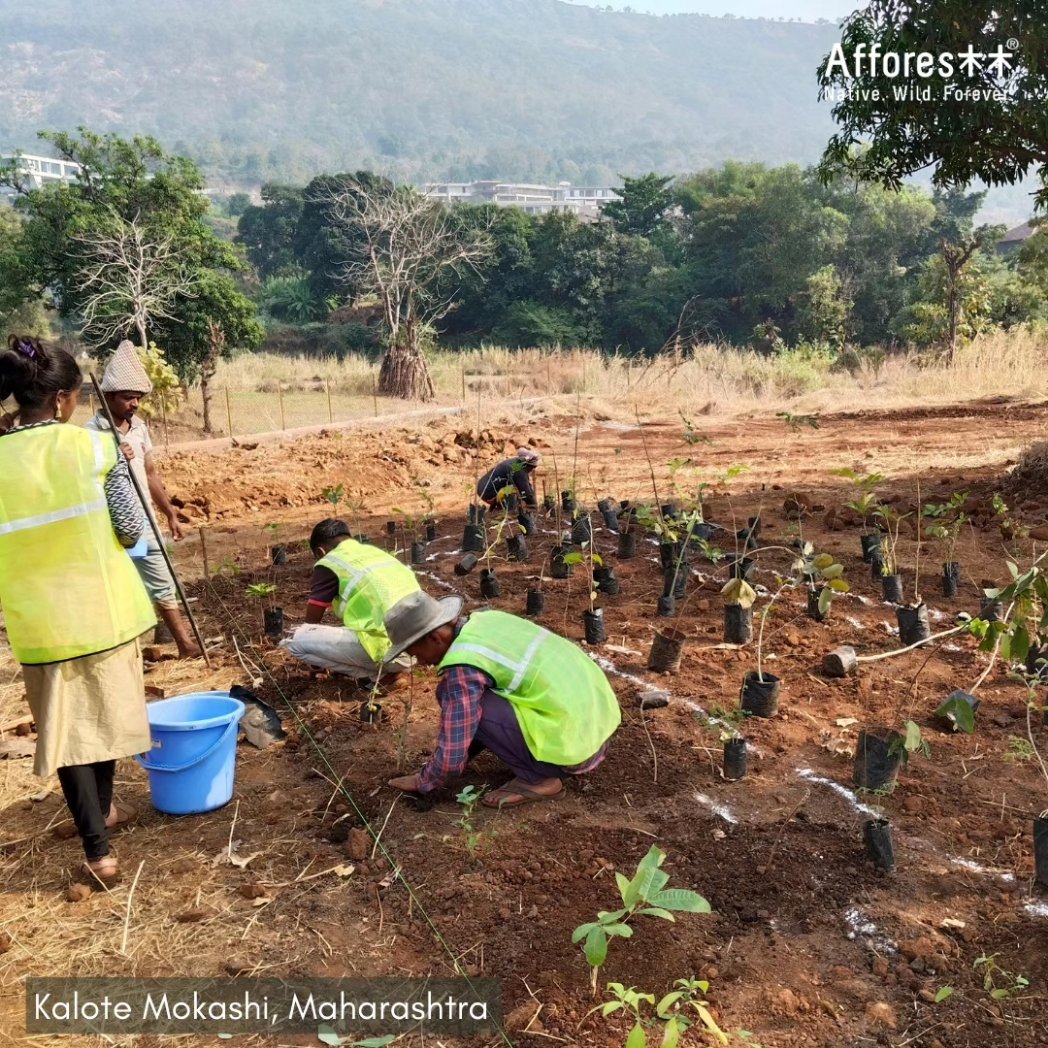 Doing what we do best, in Kalote, Maharashtra #forest #maharashtra #kalote #afforestation #Afforestt #Nativewildforever #indigenous