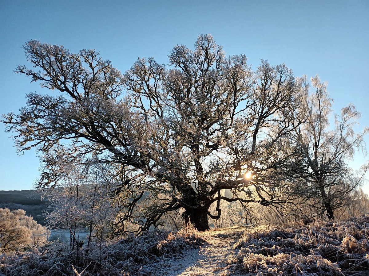 Happy winter solstice ☀️ It's the shortest day of the year when the sun is at its lowest in the sky. Celebrated by Neolithic people, it remains a special time when we all take closer notice of nature’s changing rhythms. Find a tree today and reconnect with your ancient roots.