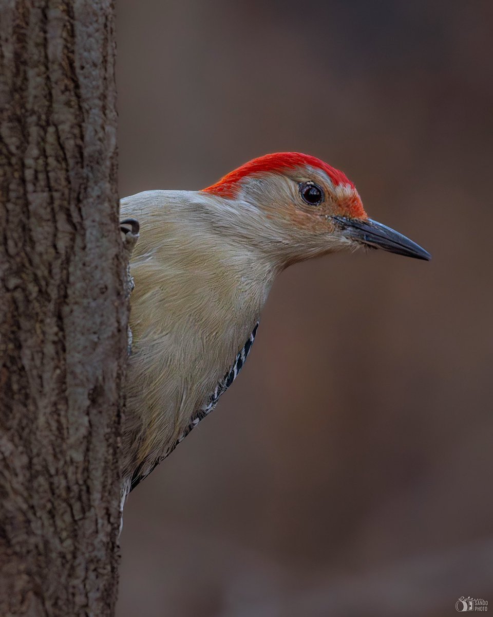 A beautiful Red-bellied Woodpecker in the Central Park feeders area
#BirdsSeenIn2023 #birdwatching #birds #birdphotography #ShotOnCanon #TwitterNatureCommunity #TwitterNaturePhotography #BirdsOfTwitter #birdcp #birdcpp