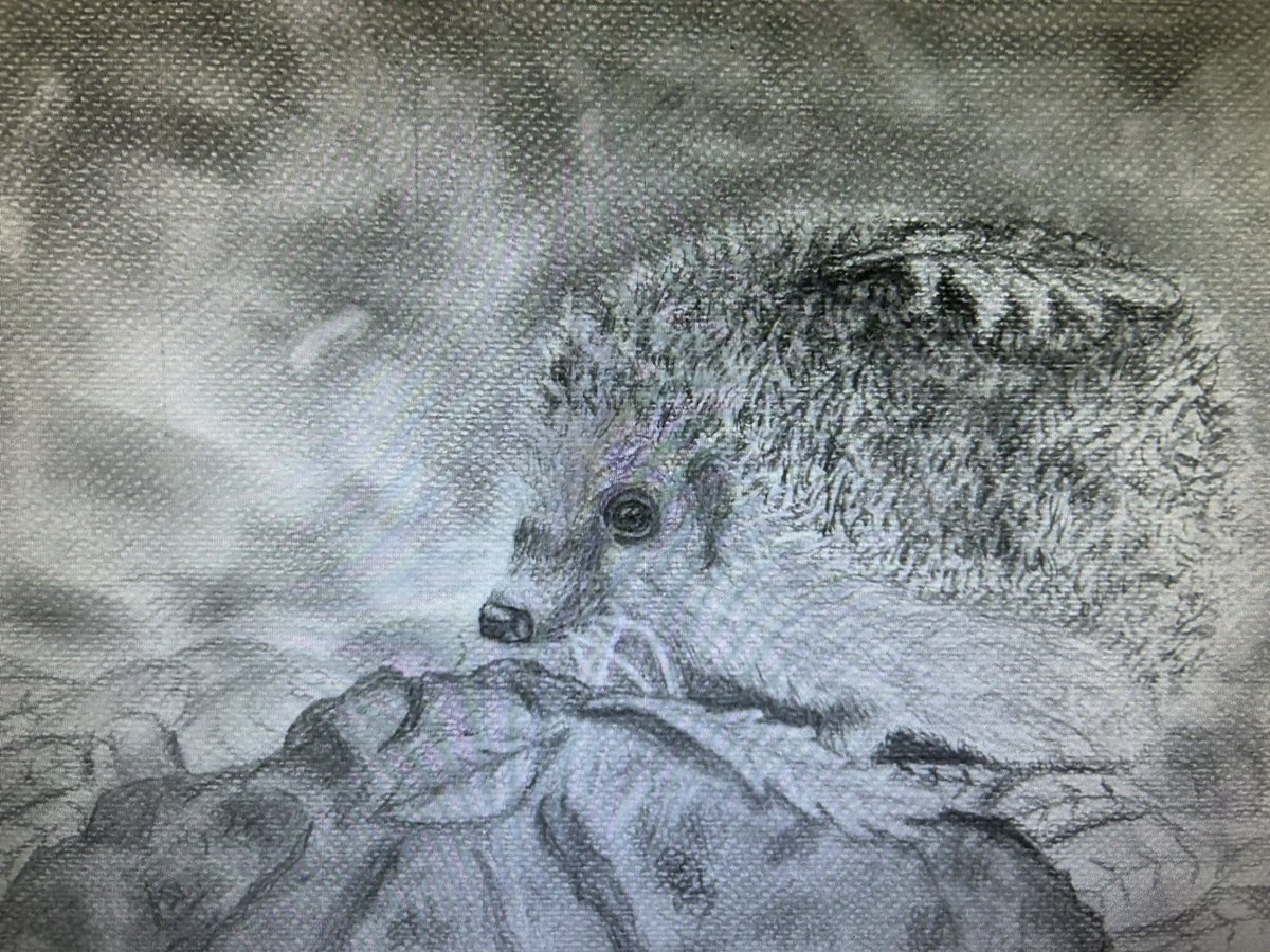 HUGE congratulations to Noah, S4 who has won the Game and Wildlife conservation trust school art competition. Noah was chosen out of 1200 entries across three counties! Well done Noah!!