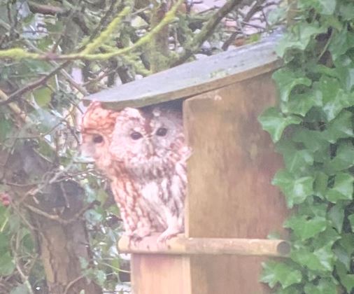 Cofnod #RecordOfTheWeek is this pair of Tawny Owl (Strix aluco) recorded by Steve Palin at Llanerchymedd.