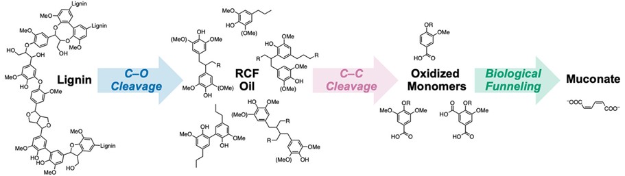 Gregg Beckham, @Stahl_Lab & team @NREL demonstrate that C−C cleavage of lignin through autoxidation catalysis enables higher yields of bioavailable aromatic monomers compared to ether-bond cleavage alone NEW #ASAP Read it here: go.acs.org/7oU