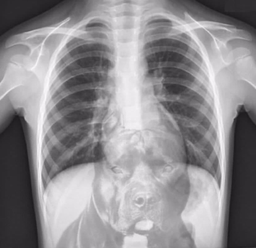 nellyxrackkss's tweet image. when i tell you i got that dog in me ? this what i meannnn