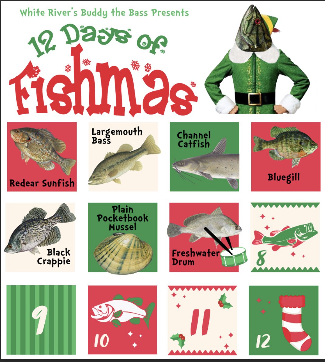Happy Day Seven of the 12 Days of Fishmas! On this 7th day, Buddy the Bass is teaching about the Freshwater Drum. This little drummer (it makes a drum noise by vibrating its swim bladder!) typically weighs 5-15 lbs, but the IN record is 30 lbs! These silvery fish like deep water.