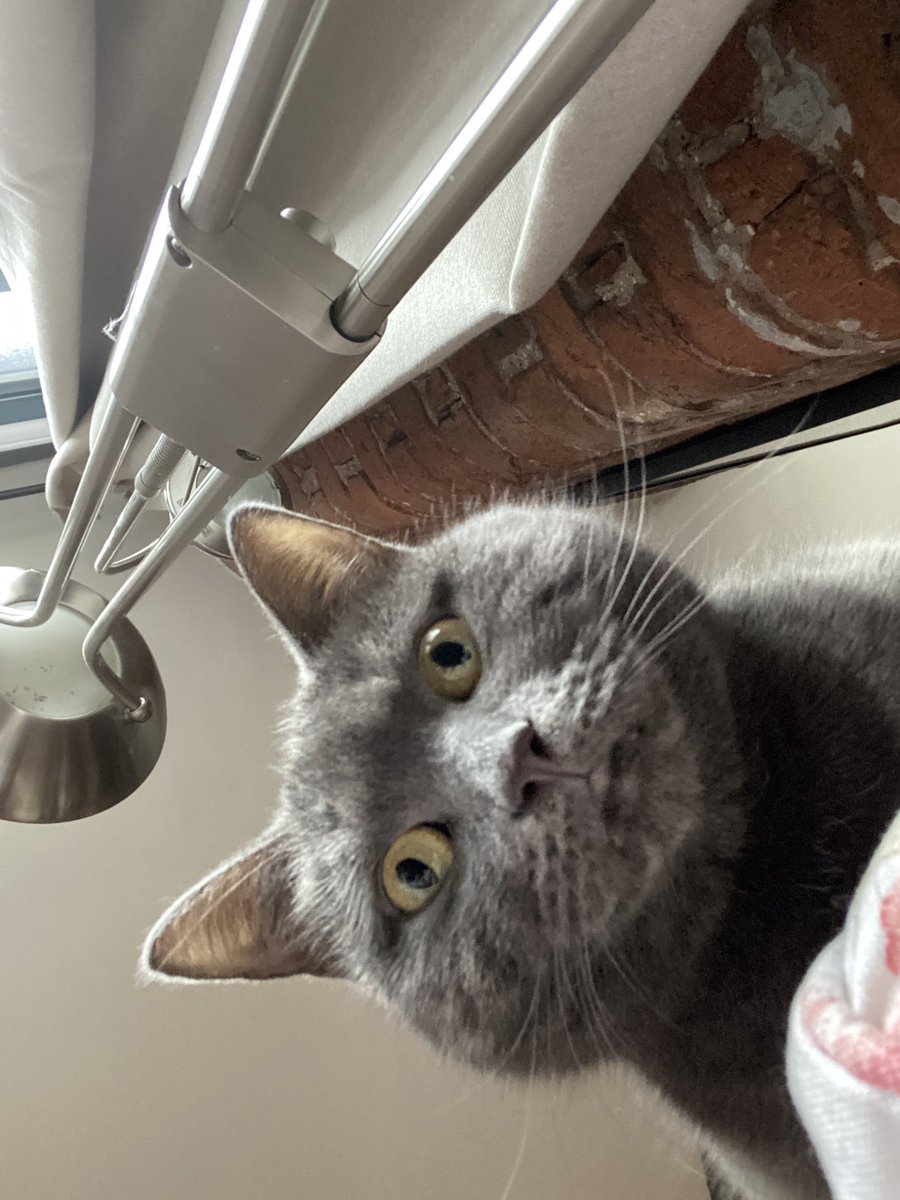 tinybiscuit_cat's tweet photo. excuse me while I sniff your soul #CatsOfX https://t.co/Pkx3CWtzTY