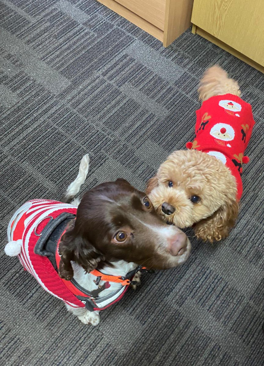 HPS have been embracing all things Christmas Jumper today but I think our 4 legged friends might have taken the star on top of tree 🌲 Look at Pip and Ted rocking their festive jumpers. #ChristmasJumperDay #christmasspirit #happypups