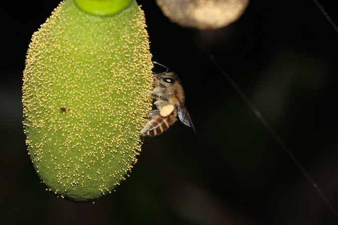 #Bees🐝 pollinate nearly 75% of all food crops🌾 & 90% of all wild plants🌱 around the world. Read how declining population of these natural pollinators is affecting farmers👩🏽‍🌾👨🏽‍🌾 in #MadhyaPradesh🇮🇳: bit.ly/38kbrNp. Via @UNDP_India