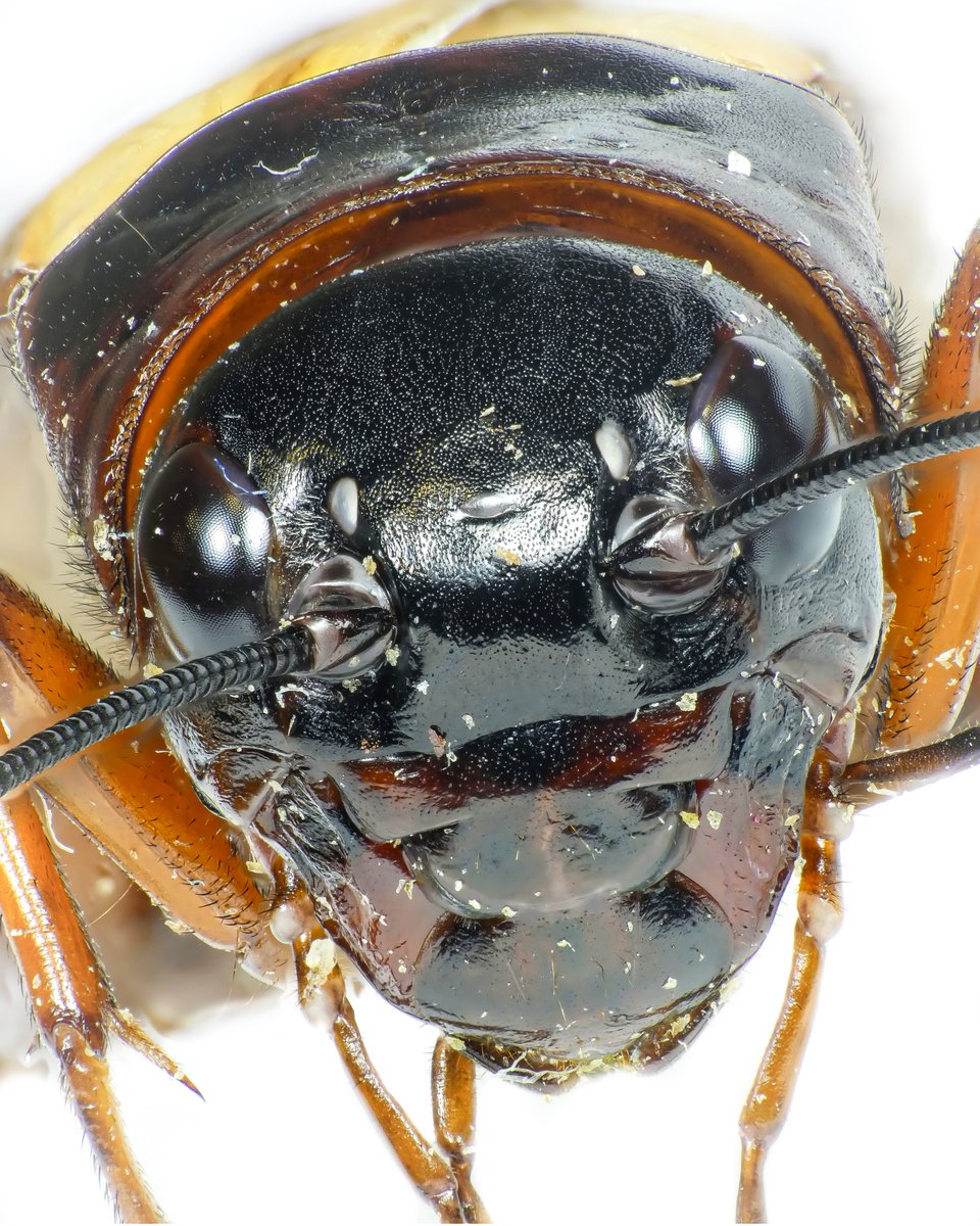 Finally got around to photographing one of the crickets in the lab here @sceneUofG. They're definitely a bit creepy looking up close! #insect #macro #photography #science