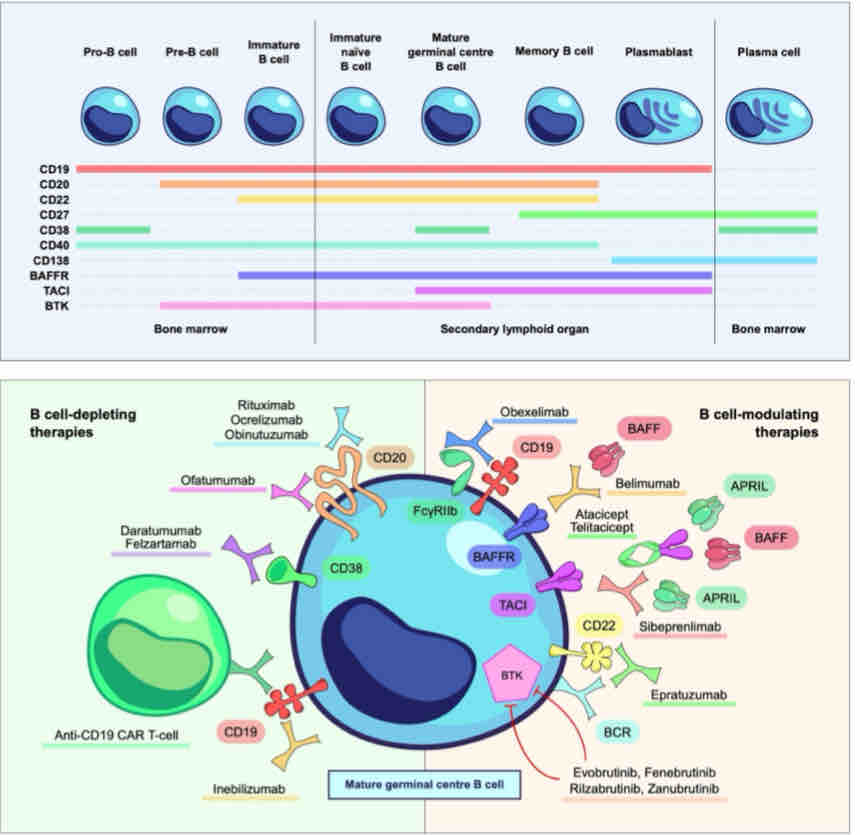 The new generation of B cell-targeting therapies for the treatment of autoimmune kidney diseases ow.ly/6vHf50Qkuuw @ndTSOCIAL #openaccess