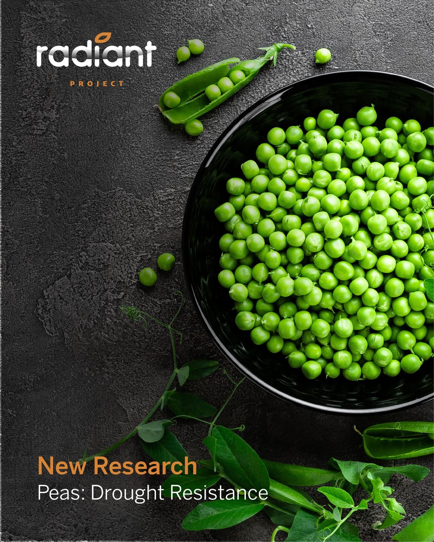 🥬 RADIANT researchers have successfully mapped out the drought response in a diverse collection of pea varieties! Read it here: fundaciondescubre.es/noticias/un-eq…

#RADIANT #Peas #Sustainbility #DroughtResistance #ClimateChange