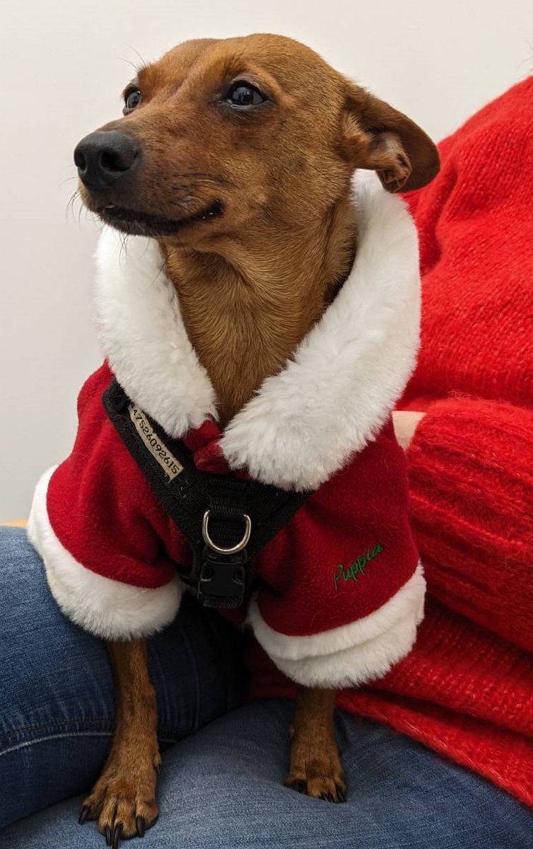 I thought we couldn't achieve any more than we already have as @opp_green but then Roo, our Chief Security Officer snuck in one last media mention via @IsabelBerwick of the @FT Working It newsletter: ft.com/content/e3e8c8… and Santa-Roo below! Happy Holidays everyone! 🎄🐶🎅