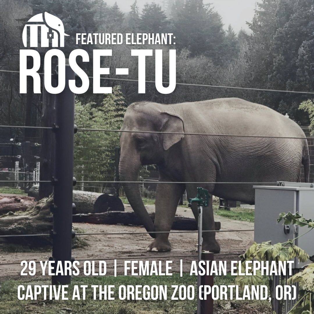 Rose-Tu, a 29-year-old Asian elephant held captive at the Oregon Zoo, has endured a lifetime of trauma and bodily harm. Read her story on Free To Be Elephants (graphic content warning): freetobeelephants.com/elephant/rose-…