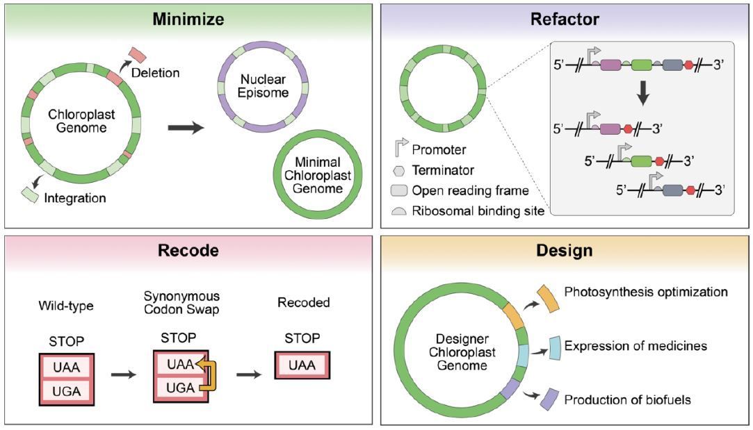 Plant Physiology (@plantphys) on Twitter photo Design and assembly of the 117-kb Phaeodactylum tricornutum chloroplast genome (Emma J L Walker, Mark Pampuch, Nelson Chang, Ryan R Cochrane, Bogumil J Karas) buff.ly/4772MsS @Bogumil Karas <a href="/ejlwalker/">Emma Jane Walker</a> <a href="/MarkPampuch/">Mark Pampuch</a> <a href="/ASPB/">ASPB</a> #PlantSci Design and assembly of the 117-kb Phaeodactylum tricornutum chloroplast genome (Emma J L Walker, Mark Pampuch, Nelson Chang, Ryan R Cochrane, Bogumil J Karas) buff.ly/4772MsS @Bogumil Karas <a href="/ejlwalker/">Emma Jane Walker</a> <a href="/MarkPampuch/">Mark Pampuch</a> <a href="/ASPB/">ASPB</a> #PlantSci