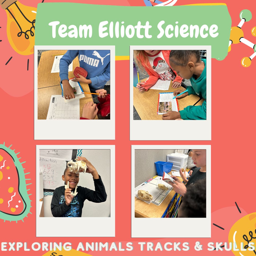 4th grade exploring animal tracks and skulls in science! #elliottachivers #fisdelevates
