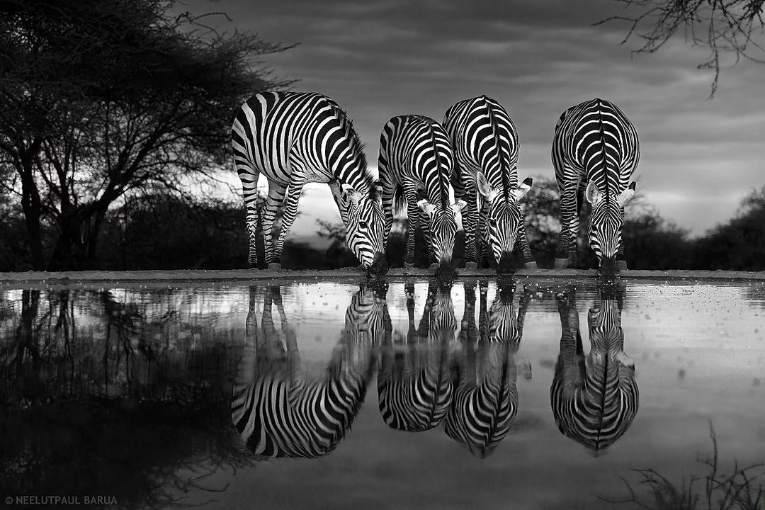 Humble reminder to stay hydrated folks! 💦

📸Canon clicks by Neel Barua.

#CanonIndia #CanonClicks #CanonImages #BlackandWhite #WideAngle #Zebra #Beauty #ClickwithCanon #CANwithCanon #DelightingYouAlways