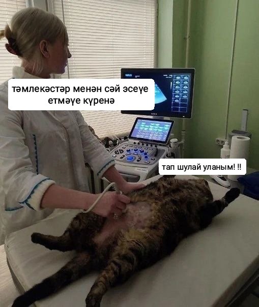 bashkortmem's tweet image. 