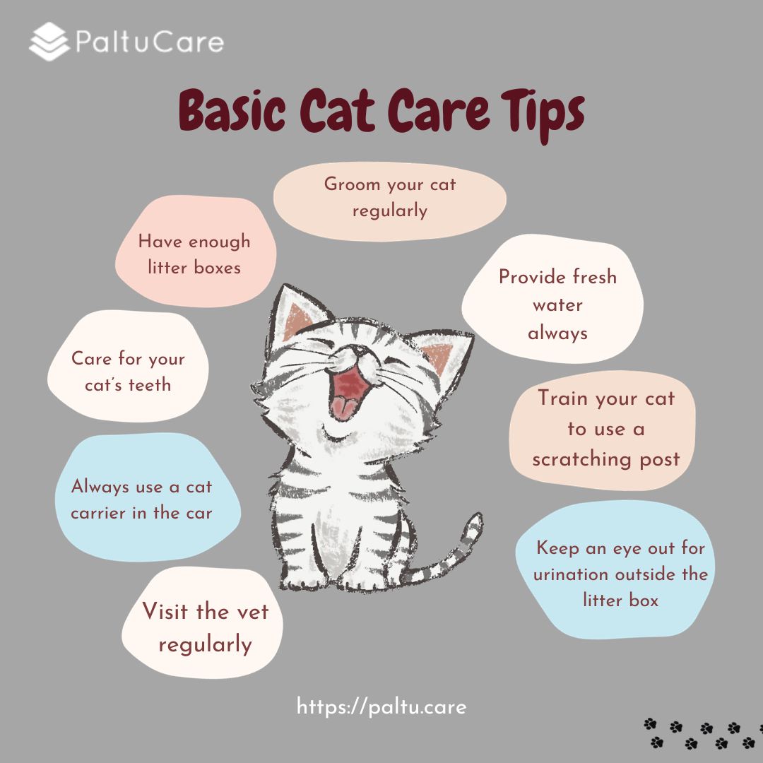 Hey Cat Lovers,
Here are the basic cat care tips you can follow to take care of your cat😺
Save and follow for more tips and tricks😃
.
.
.
#catcaretips #petcareprovider #petcareprofessional #petcaretips #catloversofinstagram #petservices #dogreelsofinstagram #petplatform