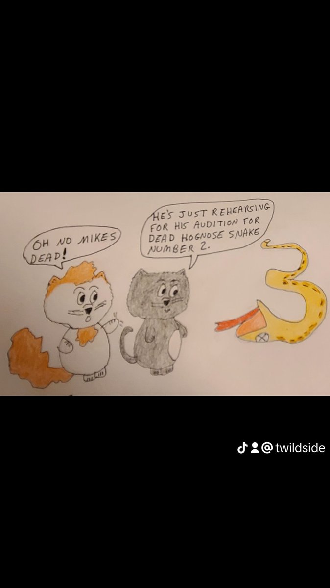Hognose snakes tend to play dead.

#hognosesnake #hognosesnakes #hognosesnakelovers #snakes #reptiles #funny #humor #cats #catlovers #catcartoon #catdrawing #animalworld #love #cute #snakelovers #reptilelovers #auditions #acting