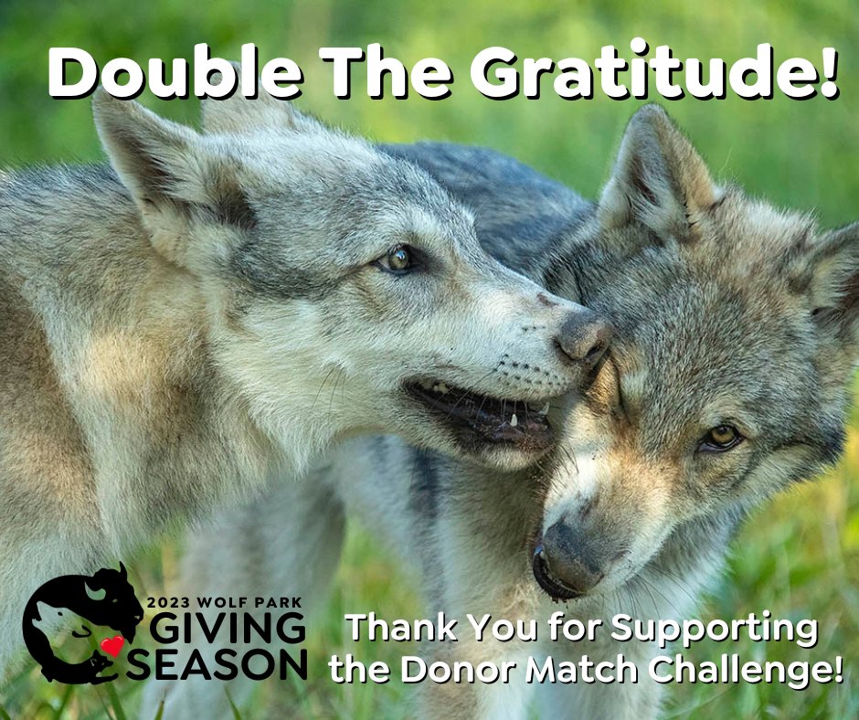 Great News! We raised beyond our goal for a total of $18,325, which will cover routine medical care for our animals for one year! Woohoo! 🎉
From all our ambassador animals - Thank You, Thank You!❤️
#GivingSeason #SaveWolves #saveWilderness wolfpark.org