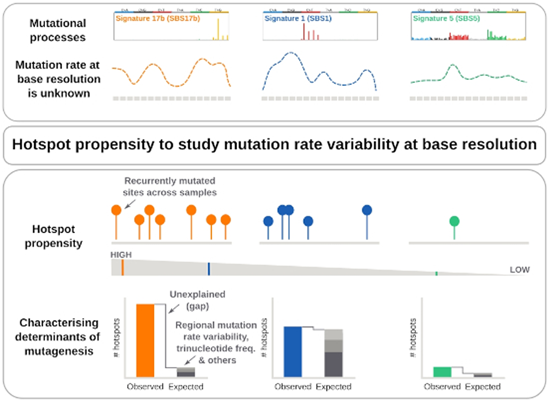 Mol Syst Biol (@molsystbiol) on Twitter photo The propensity of #mutationalsignatures to leave mutational hotspots serves as an estimate of the variability in their mutational probability at single-nucleotide resolution ➡️ embopress.org/doi/full/10.10… <a href="/nlbigas/">Nuria Lopez-Bigas</a> <a href="/IRBBarcelona/">IRB Barcelona</a> #cancergenomics The propensity of #mutationalsignatures to leave mutational hotspots serves as an estimate of the variability in their mutational probability at single-nucleotide resolution ➡️ embopress.org/doi/full/10.10… <a href="/nlbigas/">Nuria Lopez-Bigas</a> <a href="/IRBBarcelona/">IRB Barcelona</a> #cancergenomics