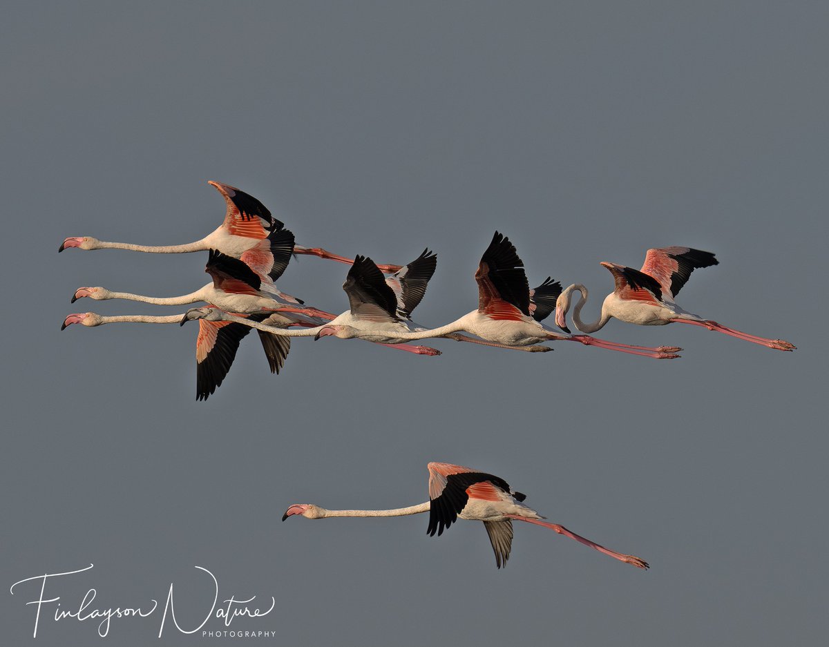 Ungainly beauty: flight of greater flamingoes against a dark sky @FinlaysonGib @GibGerry @parsons_lodge @gonhsgib @_BTO @Natures_Voice @britishbirds