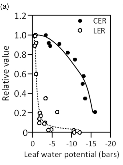 MartinOesterhel's tweet image. Solemos pensar que la respuesta central de las hojas a la falta de agua es cerrar los estomas, pero al menor estrés las hojas  dejan de expandirse. En la figura la expansión (LER) cae mucho más que la fotosíntesis (CER) a medida que aumenta el estrés.